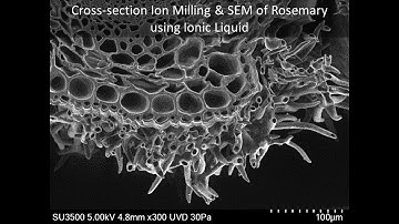 [Life] Cryo cross-section Ion Milling & SEM of Rosemary using Ionic Liquid