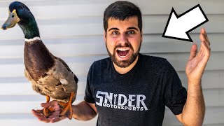 I Got A New Pet
