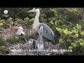 雲南の町がサギの“夏の楽園”に
