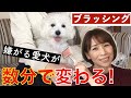 【激変】ブラッシングを嫌がる愛犬が、すぐにリラックスしてウトウトしてしまいました。