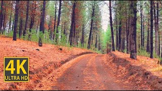 Nature Walk Tall Tree Forest 4K (With Ambient Nature Sounds And Music)