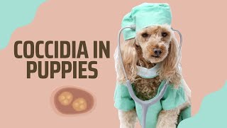 COCCIDIA IN PUPPIES: EVERYTHING YOU'LL NEED TO KNOW | Dog Breeder Recommendations #coccidiosis by X-Designer Breeds 1,051 views 1 year ago 6 minutes, 53 seconds