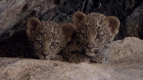 Leopard mothers leave their cubs hidden while they hunt for food, ensuring their safety, even
