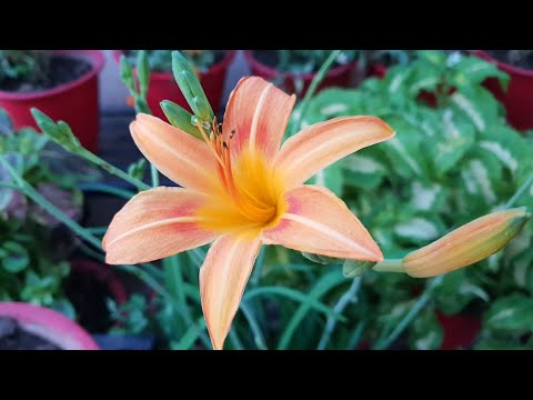 वीडियो: दयाली (100 तस्वीरें): खुले मैदान में फूल लगाना और उनकी देखभाल करना। बगीचे में खूबसूरत दिन कैसे खिलाएं? प्रजनन के तरीके