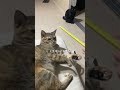 猫さまに遊んでいただきました #猫 #cat