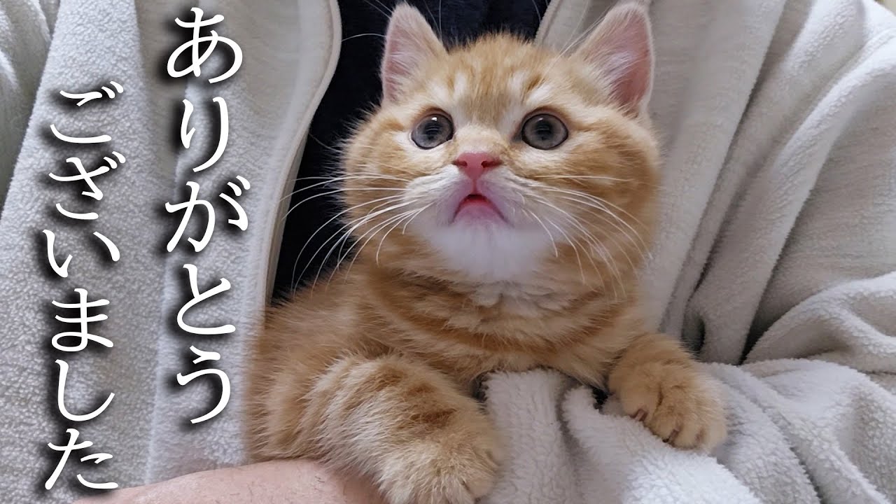 ハスキー犬に育てられた子猫は1年後こうなりました...