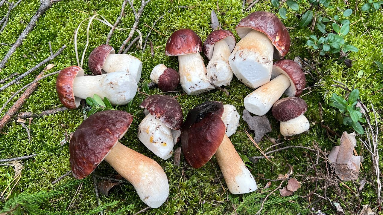 БАРАБИНГА - БОРОВАЯ УДАЧА ! ЗА ГРИБАМИ В СОСНОВЫЙ БОР ! Грибы  2025  !