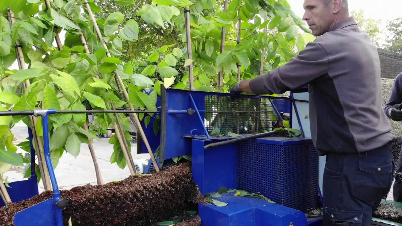 Rooien teeltgoten Boomwereld