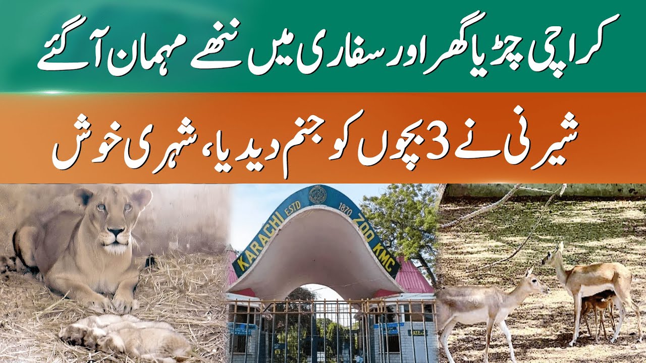Karachi Zoo Welcomes Three Adorable Lion Cubs | 365 News