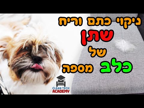 וִידֵאוֹ: כיצד להסיר ריח של שתן חתולים על השטיח בבית