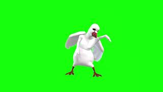 Green Screen Dancing Pigeon Dancing Dove Chroma Key Teacher Burnz