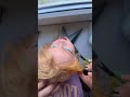 Dandruff removal asmr