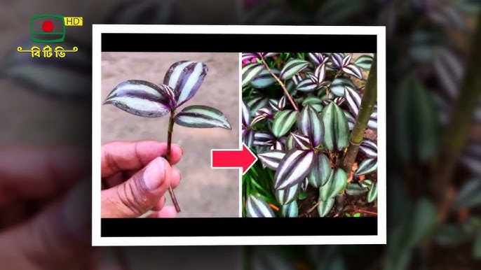 Dahshatli jinsiy qiynoqlar komikslar