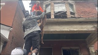 An EPIC Rescue!  Stray Rescue of St.Louis