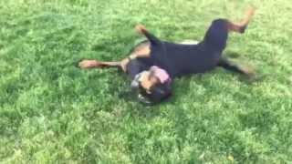 Kona a rottweiler, loves her e collar