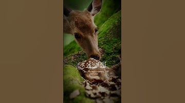 سورة الإخلاص |#قوالب_قرآن_كريم #عامر السعيدي