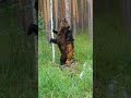 Судя по всему медведю понравилось. 🐻 Видеоохота