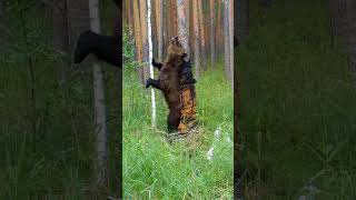 Судя по всему медведю понравилось. 🐻 Видеоохота