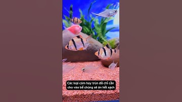 Cá Xecan Loại Cá Cảnh Sôi Động Và Dễ Nuôi #aquarium #youtubeshorts