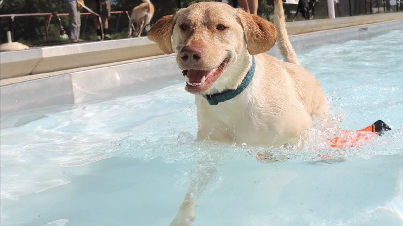 Iowa City Update Dog Paddle YouTube