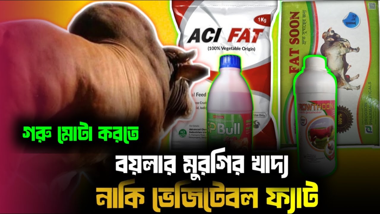 কিভাবে ভেজিটেবল ফ্যাট এবং লিকুইড দিয়ে আপনার গরু মোটা করবেন/Uzzalagro