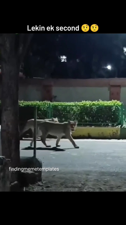 Bhai yaha pe kya ho raha hai II Lion walking on road meme template #shorts #shortsvideo