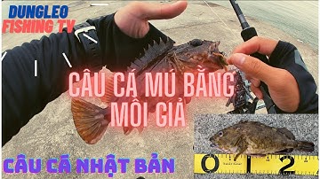 LOÀI CÁ DỄ CÂU NHẤT, NGON TUYỆT VỜI/// CÂU CÁ TẠI NHẬT.... Dungleo Fishing TV