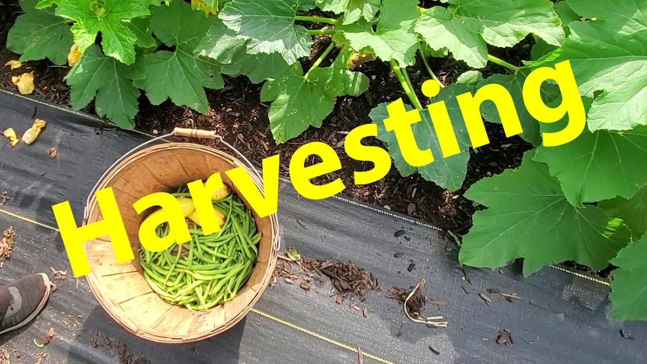 Harvesting In The Victory Garden YouTube