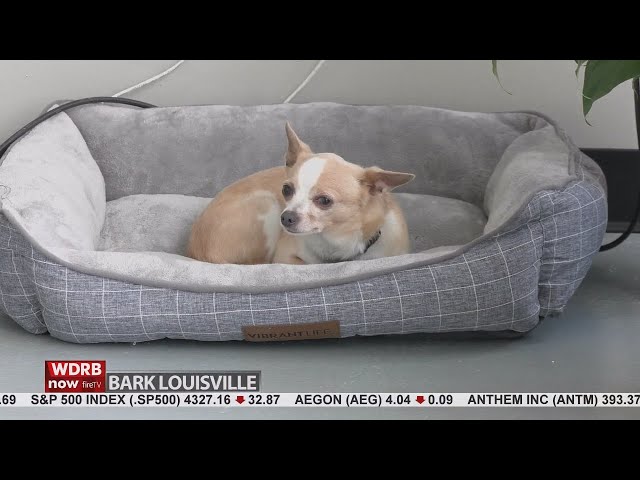 Doggie daycare to open in Louisville 