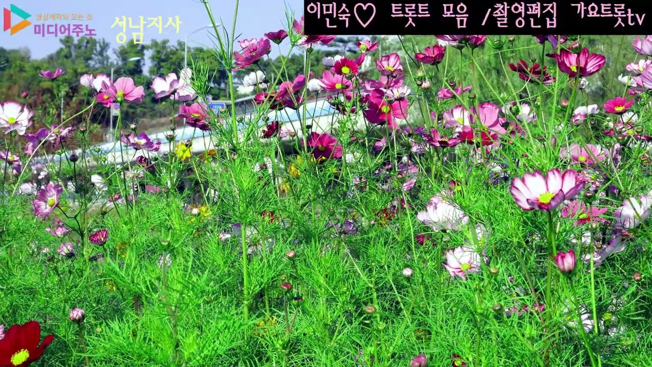 이민숙 ♡즐거운 트롯트모음 촬영편집 미디어주노 성남지사 가요트롯tv 홍재종 감독