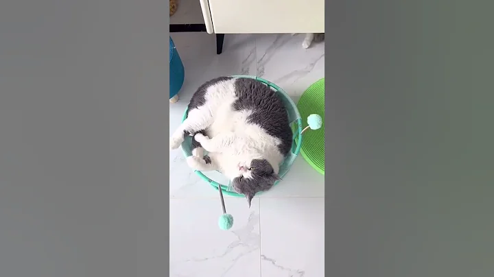 Video 10861291: cute cat collection, cats collection funny, pets love, best funny cat, longing