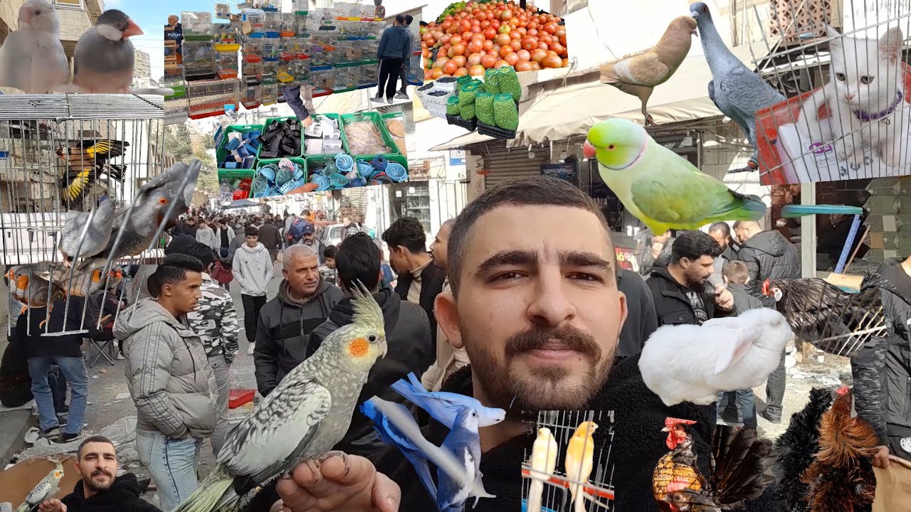 سوق الطيور والحيوانات في الاردن عمان وأسعار 🤑جميع الطيور 🔥💰💸
