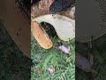The nest is small but has a huge honeycomb