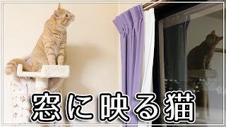 The cat reflected in the window glass is cute. by 茶トラ猫つくね / Tsukune 458 views 2 years ago 2 minutes, 18 seconds