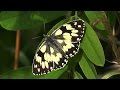 Okáč bojínkový (Melanargia galathea),Schachbrett,Marbled white