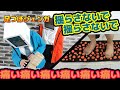 【絶叫】足つぼマットに耐えてジェンガ勝負!顔面だけVTuberが実写で身体を張って勝負【お笑い芸人VTuber/有依アリノ/夜宵乃ヨイ/プリティフルフェイス】#プリフル