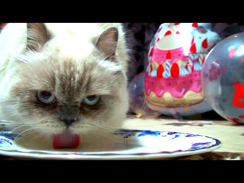 誕生日のちゅーるプレートに夢中の猫です【ヒマラヤン猫】#114