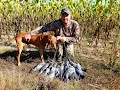 Охота на голубя Вяхиря, выезд в подсолнух, Pigeon hunting 2020...