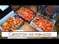 Самогон из мандор ( мандоры )