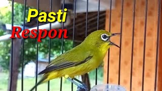 Pasti Respon, Suara Pleci Ini Bikin Pleci Lain Jadi Gacor