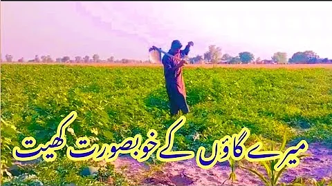 Your village's beautiful fields(میرے گاؤں کےخوبصورت کھیت)are a treasure! Punjabi culture Wella Dhani