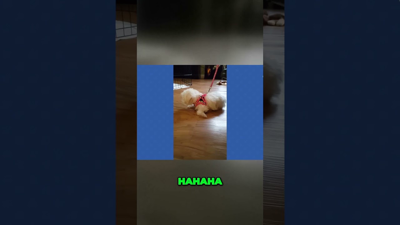 Adorable TikTok moment with hilarious baby antics steals hearts!