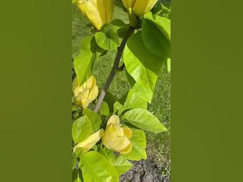 Квітковий релакс - Магнолія жовта пташка - YouTube