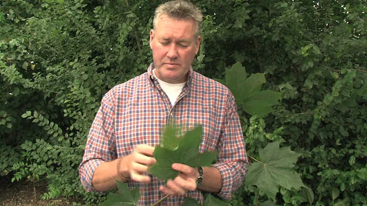 Identifying Norway Maple