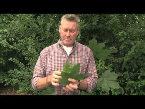 Video: Noorweë Maple Weed Trees - Wenke oor die beheer van Noorweegse Maples