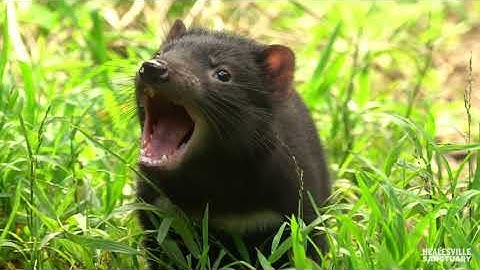 Tasmanian Devil joeys go exploring