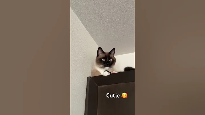 Video 6140971: siamese cat cutecats, siamese adorablecat, siamese kitty, cutest siamese