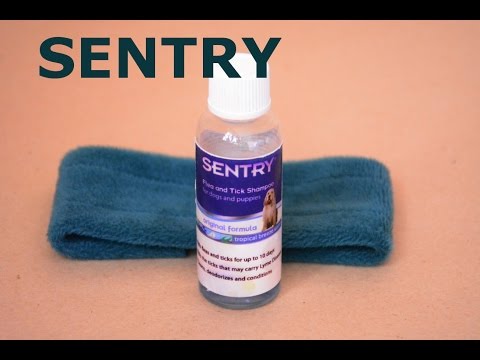 Видео: Работает ли шампунь от блох Sentry?