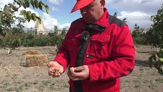 видео: № 87 Сорт Юкалівський 10. Сіянець горіха.  Третій рік від посадки картинка: № 87 Сорт Юкалівський 10. Сіянець горіха.  Третій рік від посадки