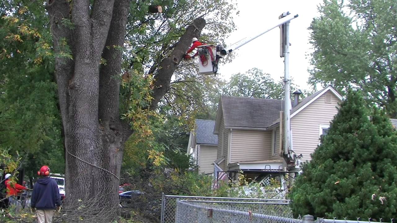 The Last Day for the Largest Ash Tree in Kansas YouTube